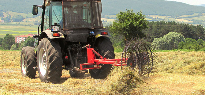 Ladik'te ot hasadı başladı