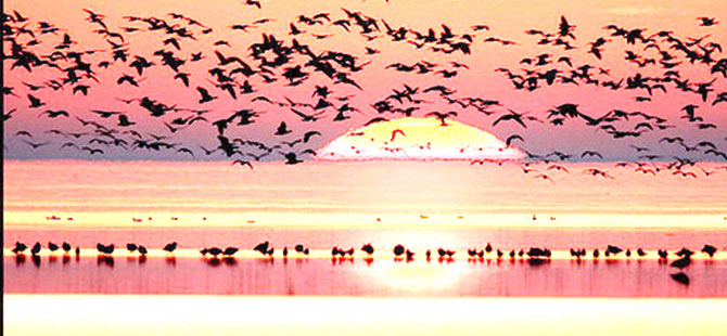 Göçmen kuşlar için elektrik hatlarına izolasyon