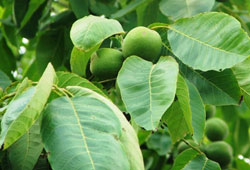 Susuzluk cevizleri vurdu