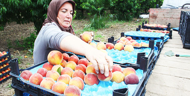 Çarşamba Ovası'nda şeftali hasadı başladı