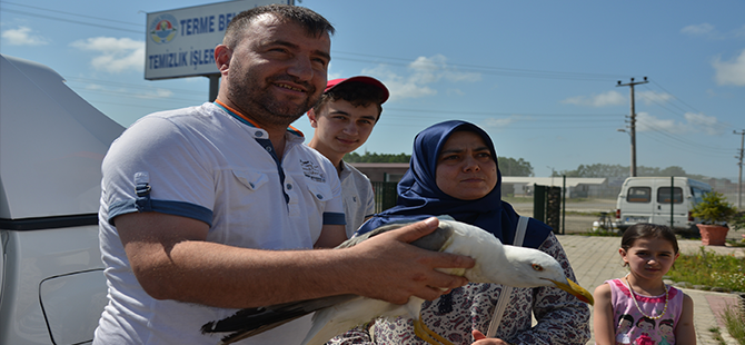 Terme’de yaralı martı tedaviye alındı