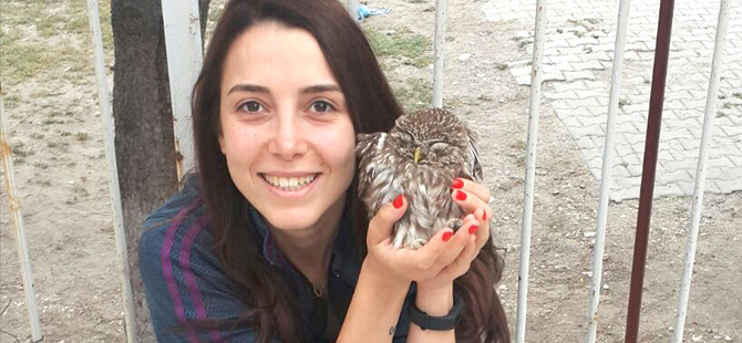 Yaralı baykuşa doktor müdahalesi