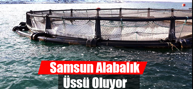Samsun Alabalık Üssü Oluyor