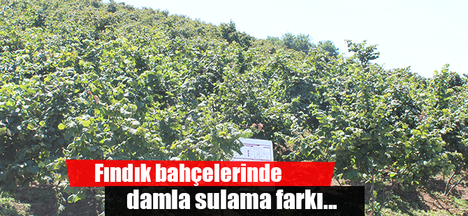 Fındık bahçelerinde damla sulama farkı...