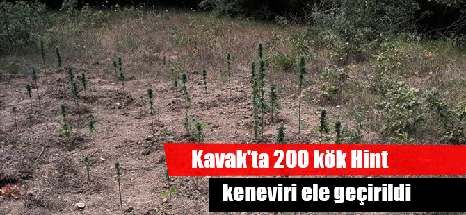 Kavak'ta 200 kök Hint keneviri ele geçirildi
