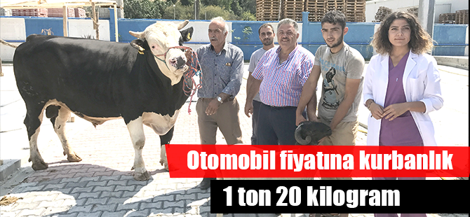İkinci el otomobil fiyatına kurbanlık 