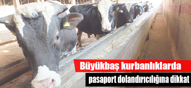 Büyükbaş kurbanlıklarda pasaport dolandırıcılığına dikkat