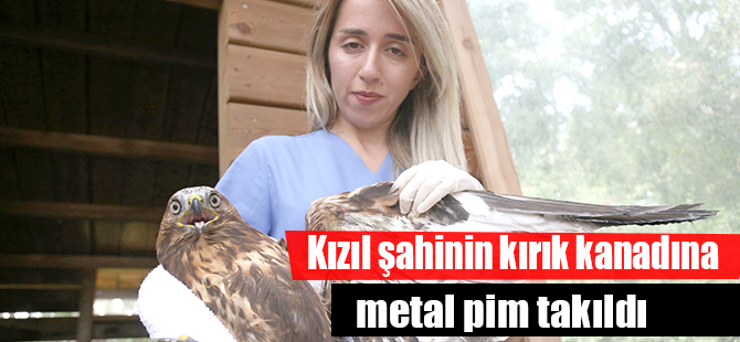 Kızıl şahinin kırık kanadına metal pim takıldı