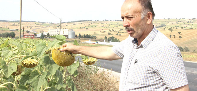 AYÇİÇEĞİNDE HASAT DÖNEMİ