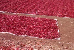 Biber Bafralı adı Urfalı