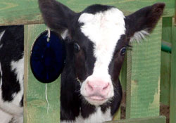 Sarıkız tarih oluyor