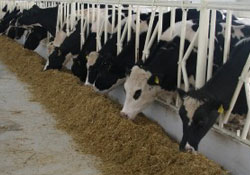 Süt sığırcılığı projesi