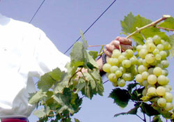 Beyaz üzüm alternatif