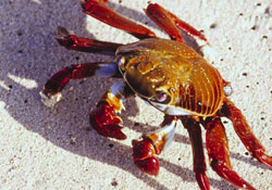 İstilacı yengeçler Türk sularında