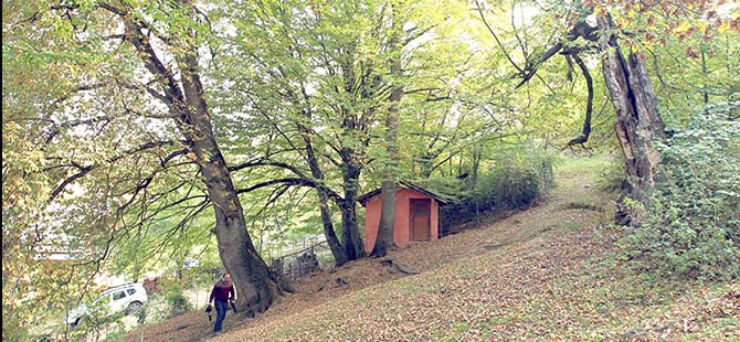 TÜRBENİN KORUDUĞU ORMAN