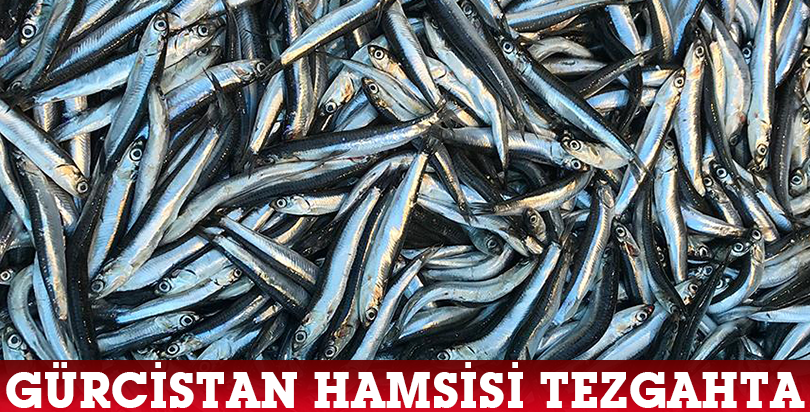 Gürcistan hamsisi tezgahta