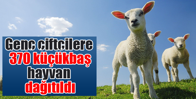 Genç çiftçilere 370 küçükbaş hayvan dağıtıldı