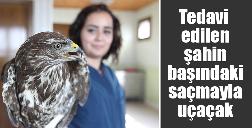 Tedavi edilen şahin başındaki saçmayla uçacak