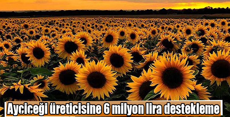 Ayçiçeği üreticisine 6 milyon lira destekleme