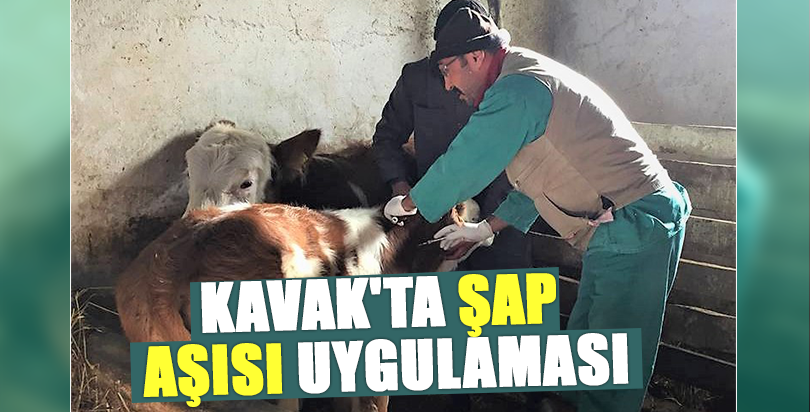 Kavak'ta şap aşısı uygulaması