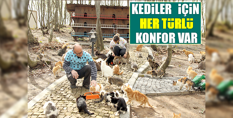 Bu kasabada sokak kedileri için her türlü konfor var