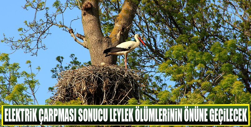 Elektrik çarpması sonucu leylek ölümlerinin önüne geçilecek