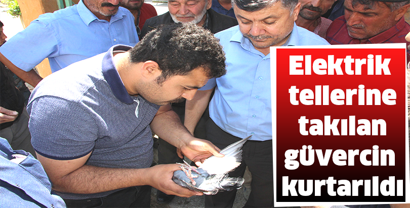 Elektrik tellerine takılan güvercin kurtarıldı