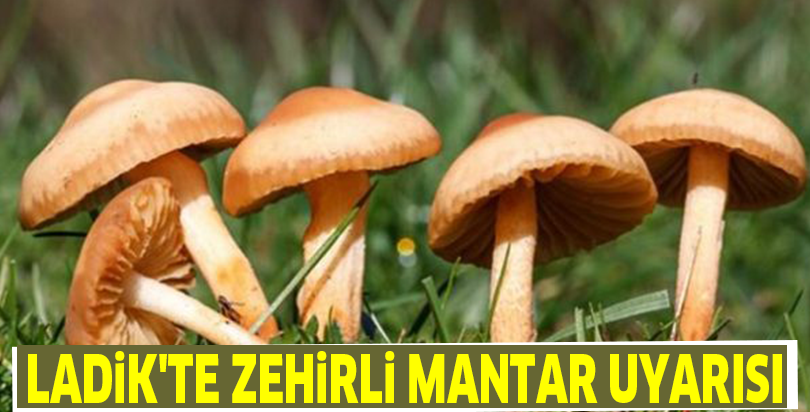 Ladik'te zehirli mantar uyarısı