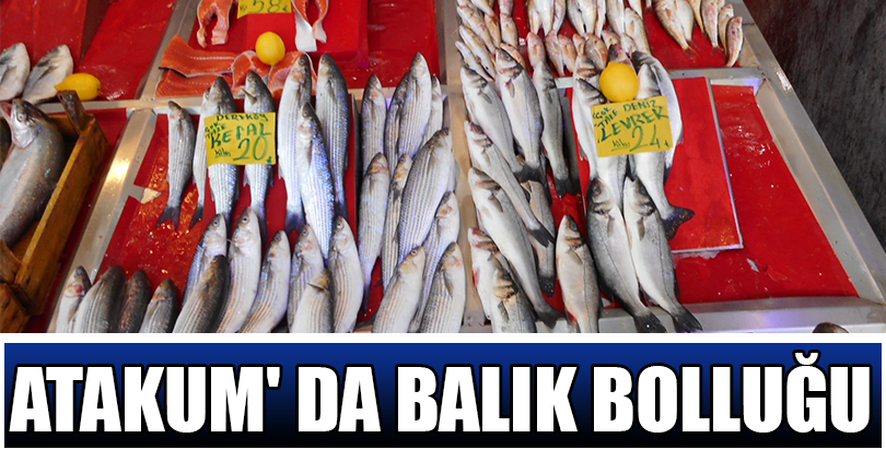 ATAKUM' DA BALIK BOLLUĞU