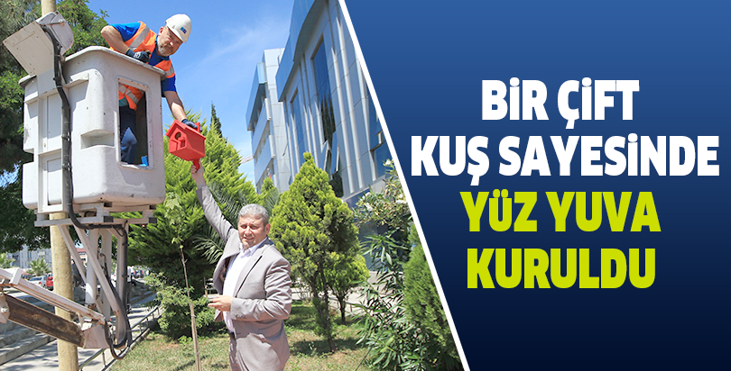 Bir çift kuş sayesinde yüz yuva kuruldu