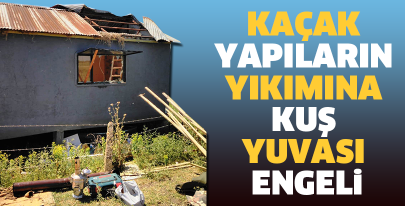 Kaçak yapıların yıkımına kuş yuvası engeli