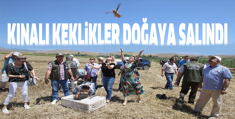Kınalı keklikler doğaya salındı