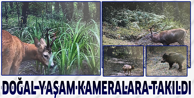 Doğal yaşam kameralara takıldı