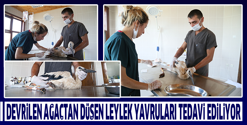 Devrilen ağaçtan düşen leylek yavruları tedavi ediliyor