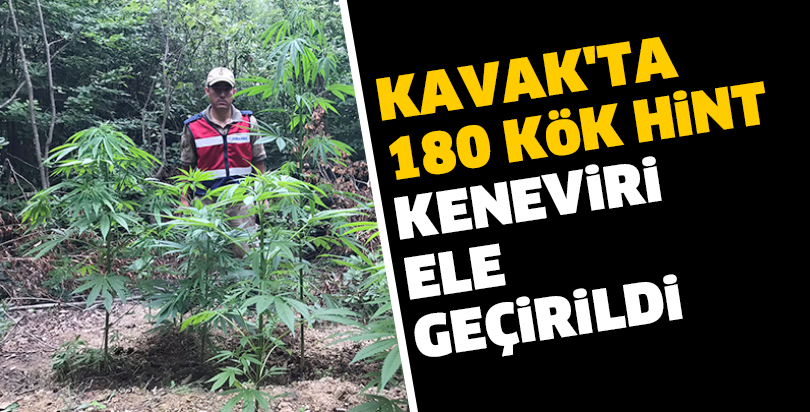 Kavak'ta 180 kök Hint keneviri ele geçirildi