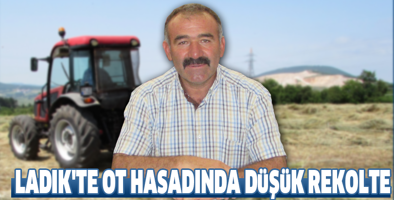 Ladik'te ot hasadında düşük rekolte