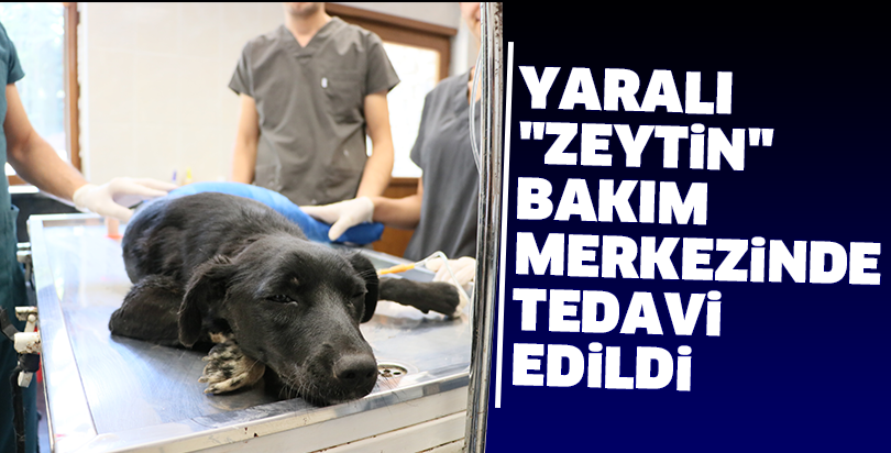 Yaralı "Zeytin" bakım merkezinde tedavi edildi