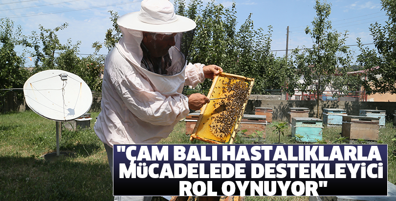 "Çam balı hastalıklarla mücadelede destekleyici rol oynuyor"