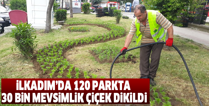 İlkadım’da 120 parkta 30 bin mevsimlik çiçek dikildi
