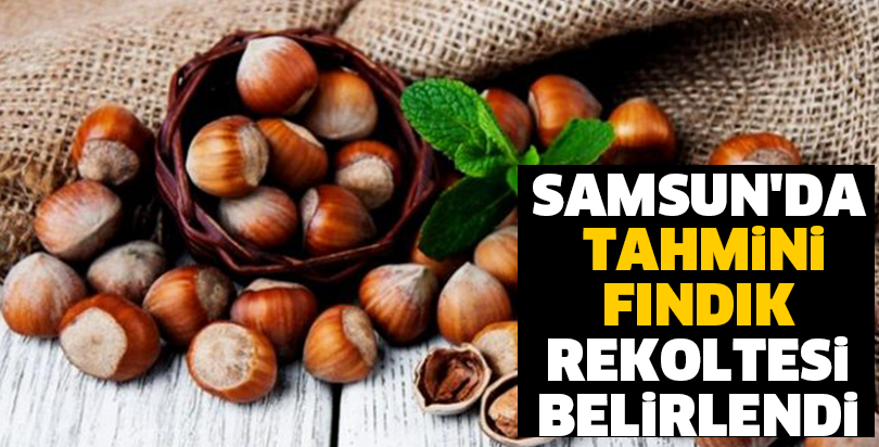 Samsun'da tahmini fındık rekoltesi belirlendi