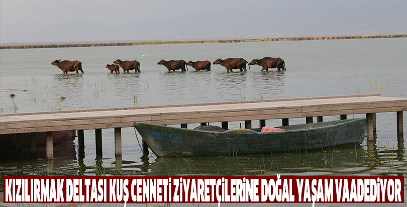 Kızılırmak Deltası Kuş Cenneti ziyaretçilerine doğal yaşam vaadediyor
