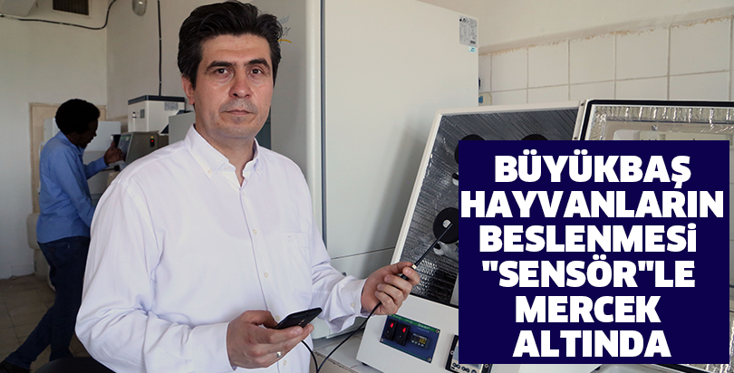 Büyükbaş hayvanların beslenmesi "sensör"le mercek altında