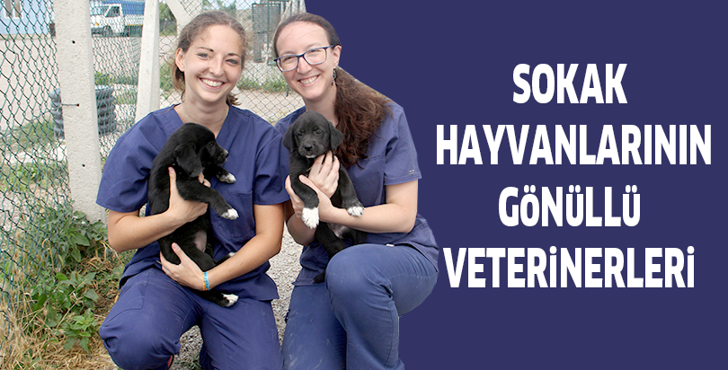 Sokak hayvanlarının gönüllü veterinerleri