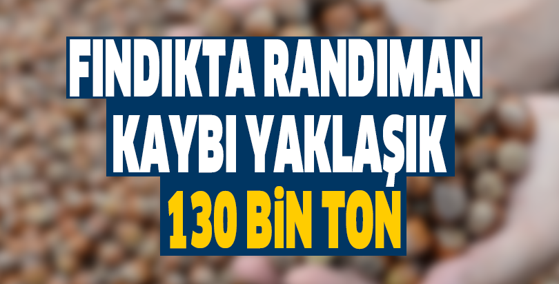 Fındıkta randıman kaybı yaklaşık 130 bin ton