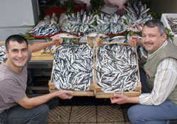 Hamsi sezonu erken açıldı