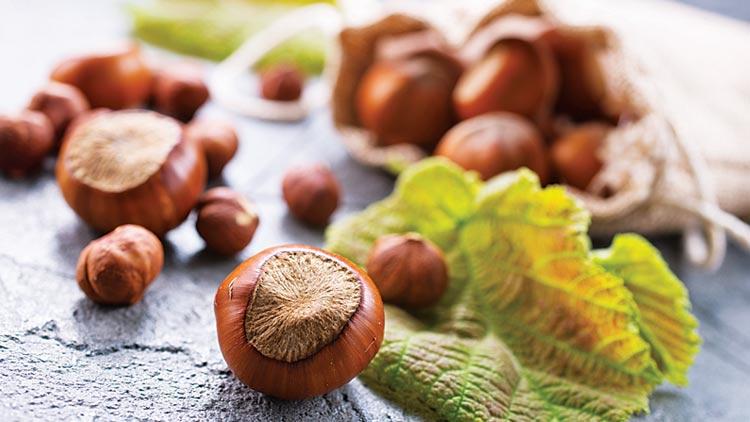 Fındıkta Fiyat Belirsizliği