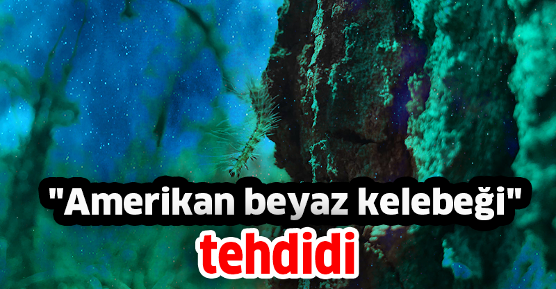 "Amerikan beyaz kelebeği" tehdidi