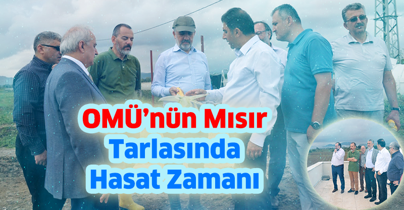 OMÜ’nün Mısır Tarlasında Hasat Zamanı