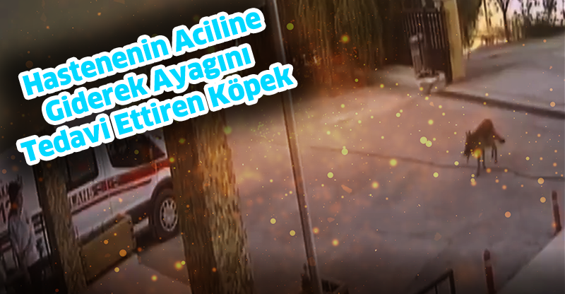 Hastenenin Aciline Giderek Ayagını Tedavi Ettiren Köpek