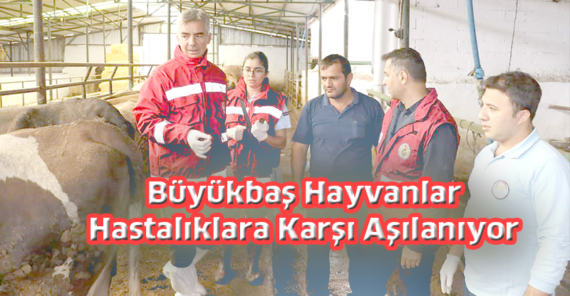 Büyükbaş Hayvanlar Hastalıklara Karşı Aşılanıyor